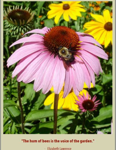 Bee on a flower