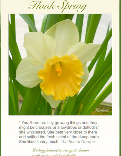 Single daffodil