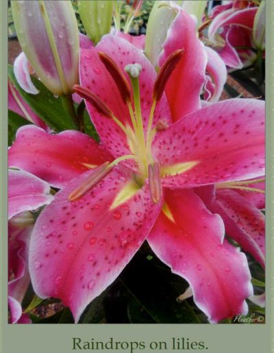 Close up of lillies