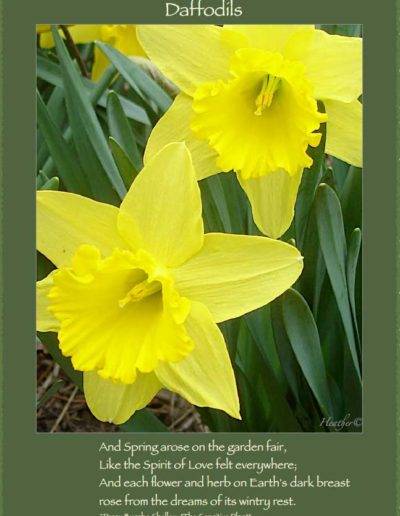 Two daffodils