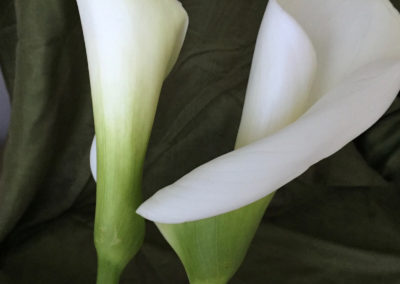 Arum lilies