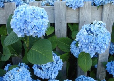 Hydrangea and fence on Cape Cod