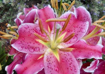 Lilies after the rain