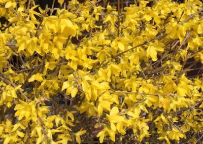 yellow bush